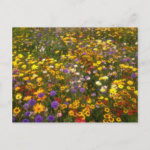 Yellow Wildflowers flowers Postcard