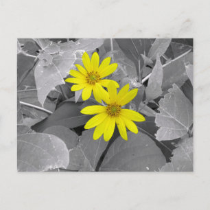 Yellow Wildflowers Nature Photography Postcard