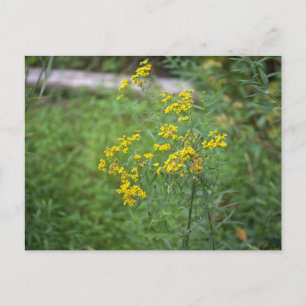 Yellow Wildflowers Postcard