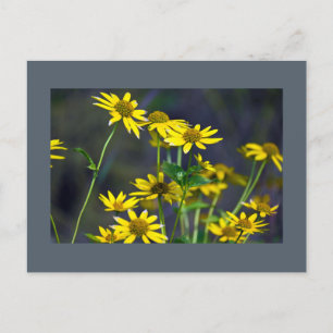 Yellow Wildflowers Postcard