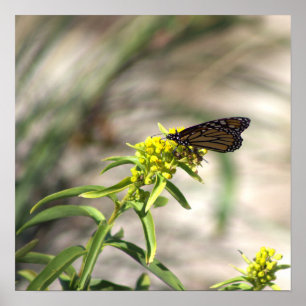 Yellow Wildflowers with Butterfly Poster