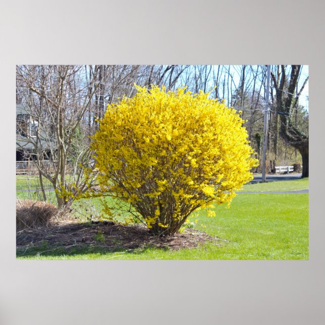 Yellow Wisteria Bush Poster (Front)