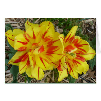 Yellow with Red Striped Flower Card