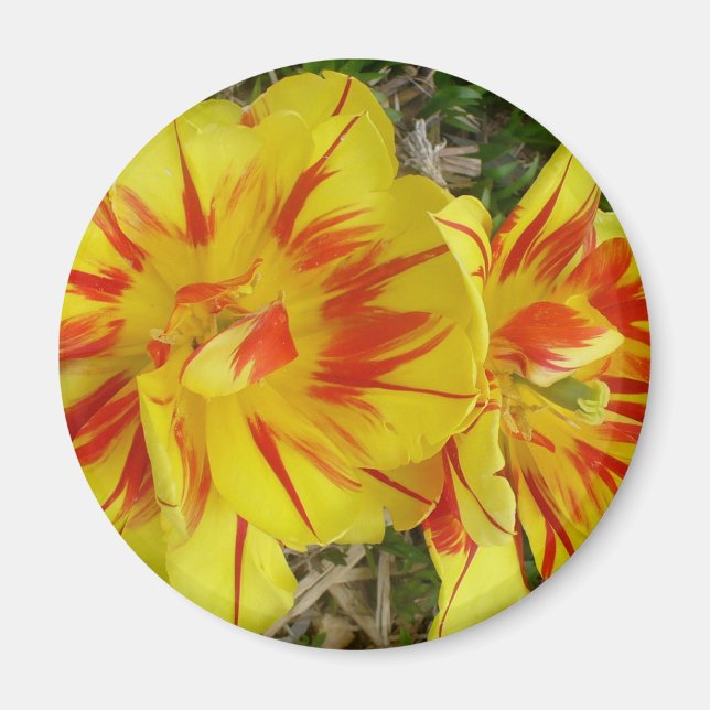 Yellow with Red Striped Flower Magnet (Front)