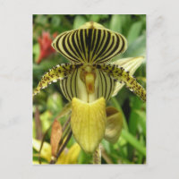 Yellow Zebra Stripes Orchid
