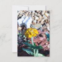 Yellow Zinnia Floral with Moth Photography