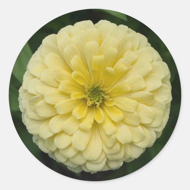 Yellow Zinnia Flower Round Stickers (Front)