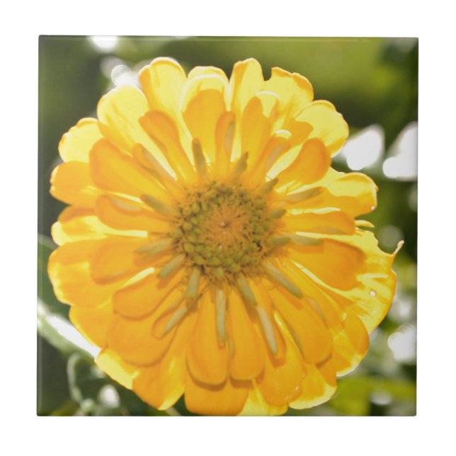 Yellow zinnia, yellow daisy, yellow flower tile (Front)
