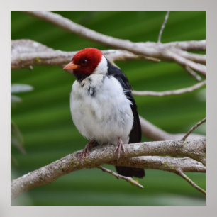 Yellowbilled Cardinal in a Tree Poster