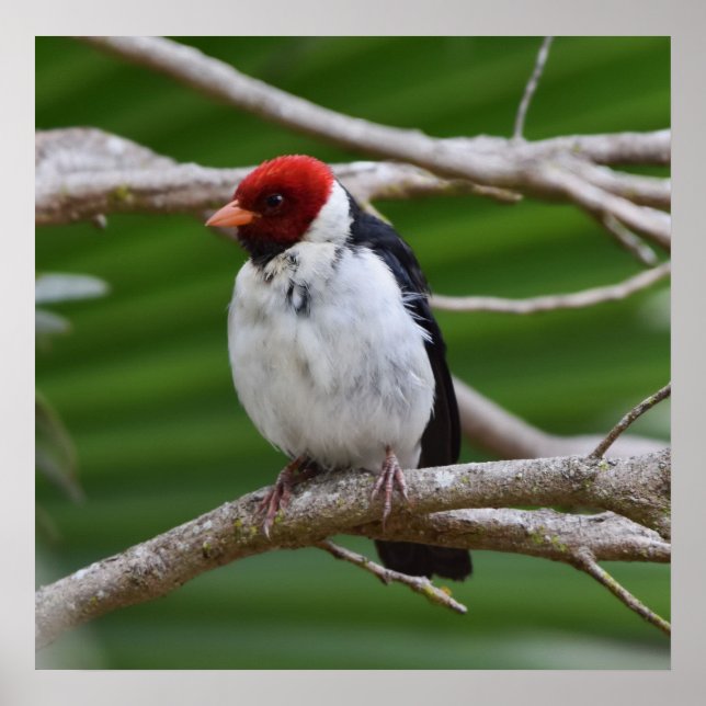 Yellowbilled Cardinal in a Tree Poster (Front)