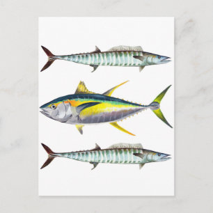 yellowfin and wahoo fish pattern postcard