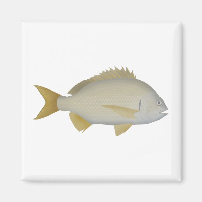 Yellowfin Bream Magnet (Front)