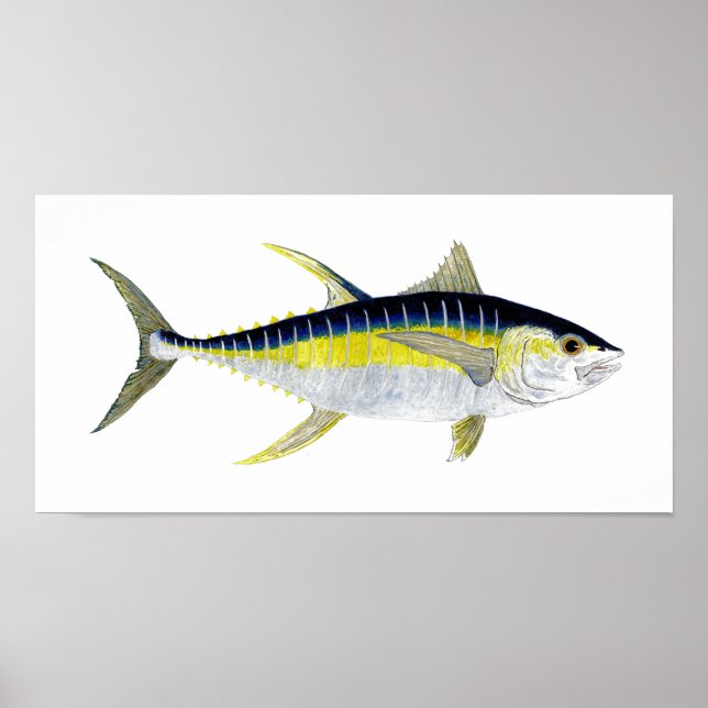 Yellowfin Tuna Artwork Poster (Front)