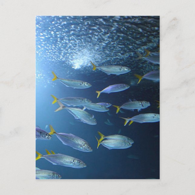 Yellowfin Tuna Postcard (Front)