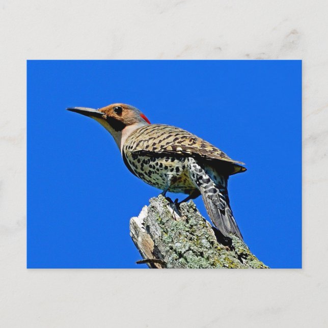 Yellowhammer Postcard (Front)