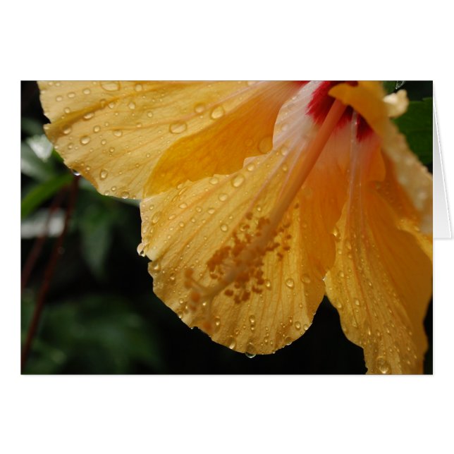 YellowHibiscus70 (Front Horizontal)