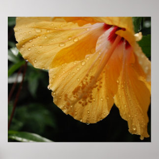 YellowHibiscus70 Poster