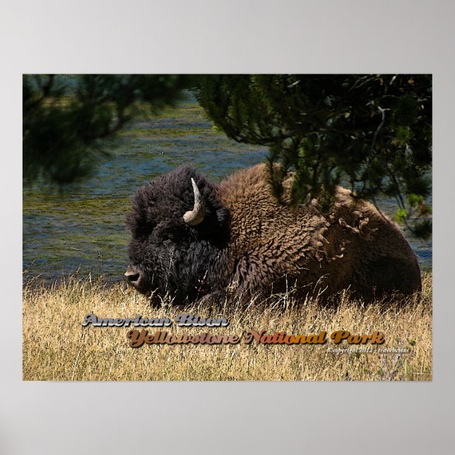 Yellowstone - American Bison poster (Front)