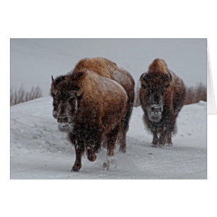 Yellowstone Bison