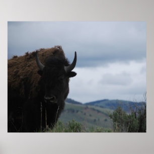 Yellowstone Bison Buffalo Park Bull Poster
