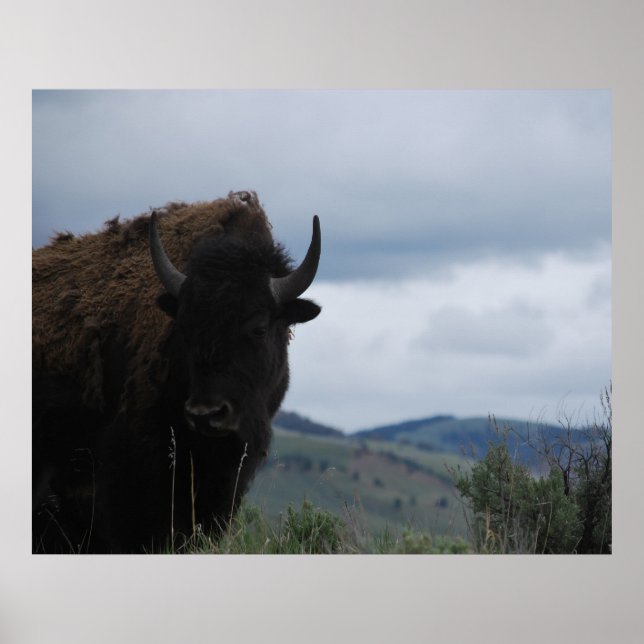 Yellowstone Bison Buffalo Park Bull Poster (Front)