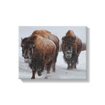 Yellowstone Bison
