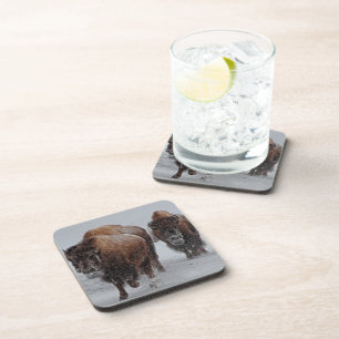 Yellowstone Bison Coaster