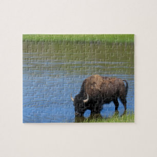 Yellowstone Bison Drinking in Lake Jigsaw Puzzle