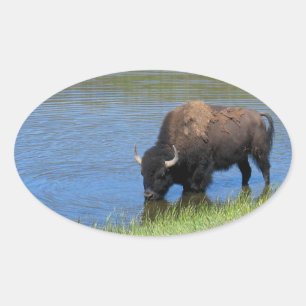 Yellowstone Bison Drinking in Lake Oval Sticker