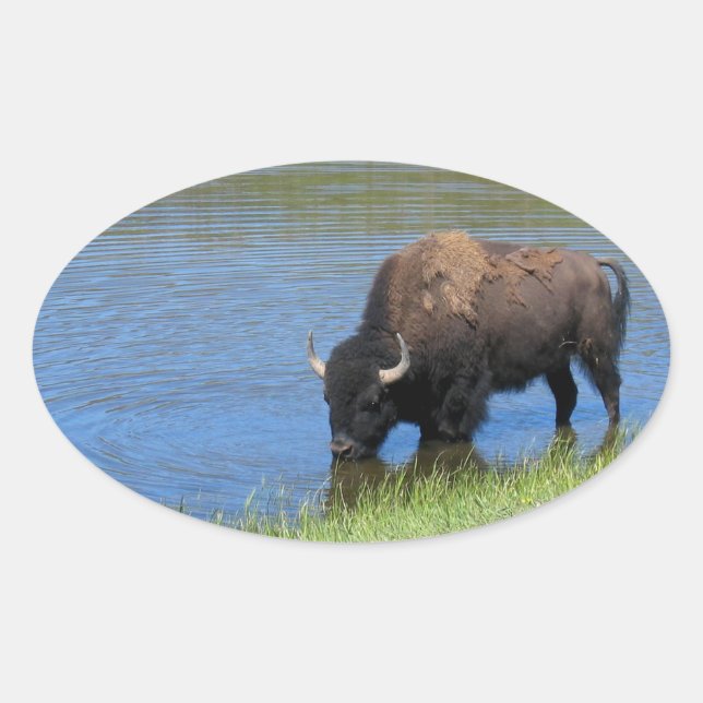 Yellowstone Bison Drinking in Lake Oval Sticker (Front)