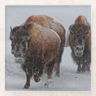 Yellowstone Bison Glass Coaster