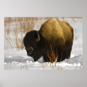 Yellowstone Bison in the Lamar Valley Poster