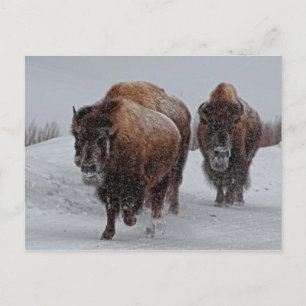 Yellowstone Bison Postcard