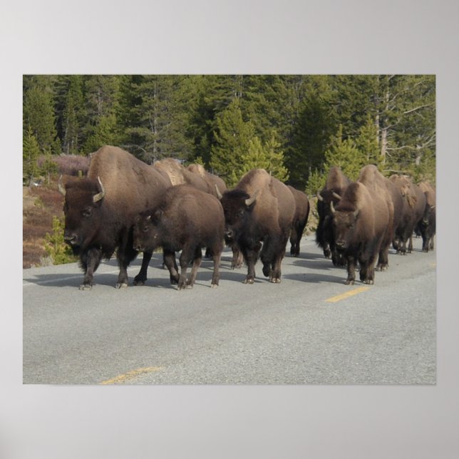 Yellowstone Bison Poster (Front)