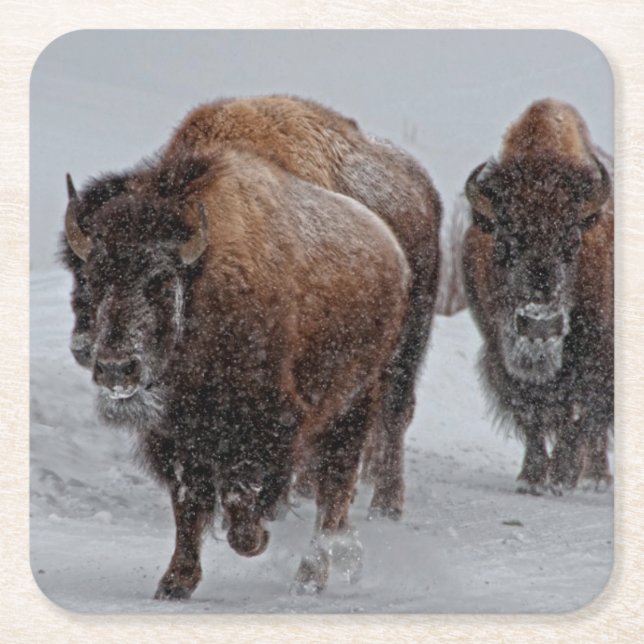 Yellowstone Bison Square Paper Coaster (Front)
