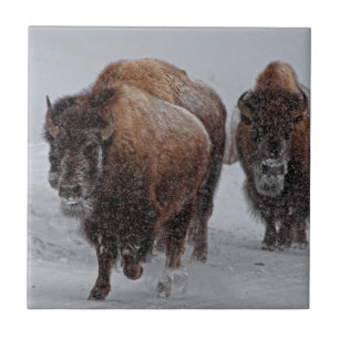 Yellowstone Bison Tile
