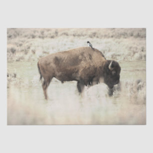 Yellowstone Bison with Bird Tissue Paper