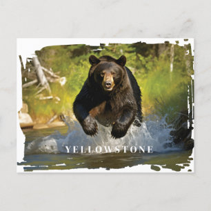 Yellowstone Black Bear Postcard