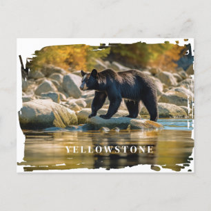 Yellowstone Black Bear Postcard