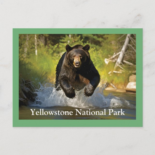 Yellowstone Black Bear Postcard (Front)