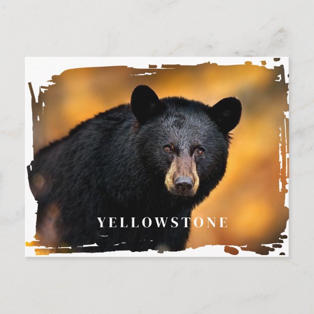 Yellowstone Black Bear Postcard (Front)