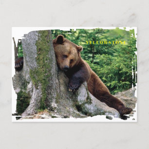 Yellowstone Brown Bear Postcard