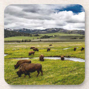 Yellowstone Buffalo Coaster Set