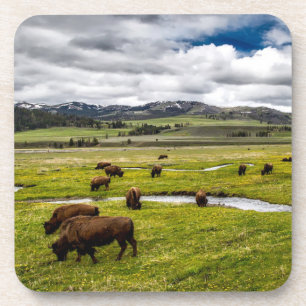 Yellowstone Buffalo Coaster Set