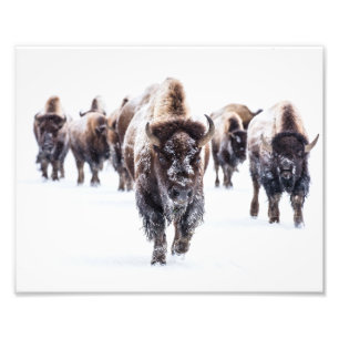 Yellowstone Buffalo Photo Print
