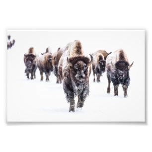 Yellowstone Buffalo Photo Print