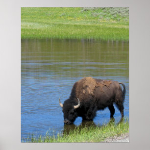 Yellowstone Buffalo Souvenir Poster