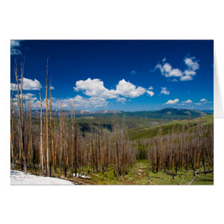 Yellowstone Burned Forest