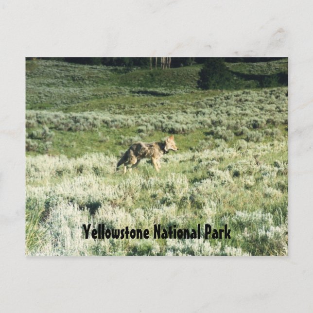 Yellowstone Coyote Postcard (Front)