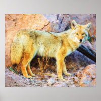 Yellowstone Coyote